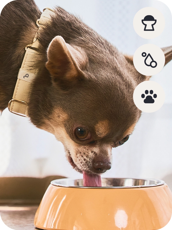 スマートフォンで愛犬の記録を確認する様子