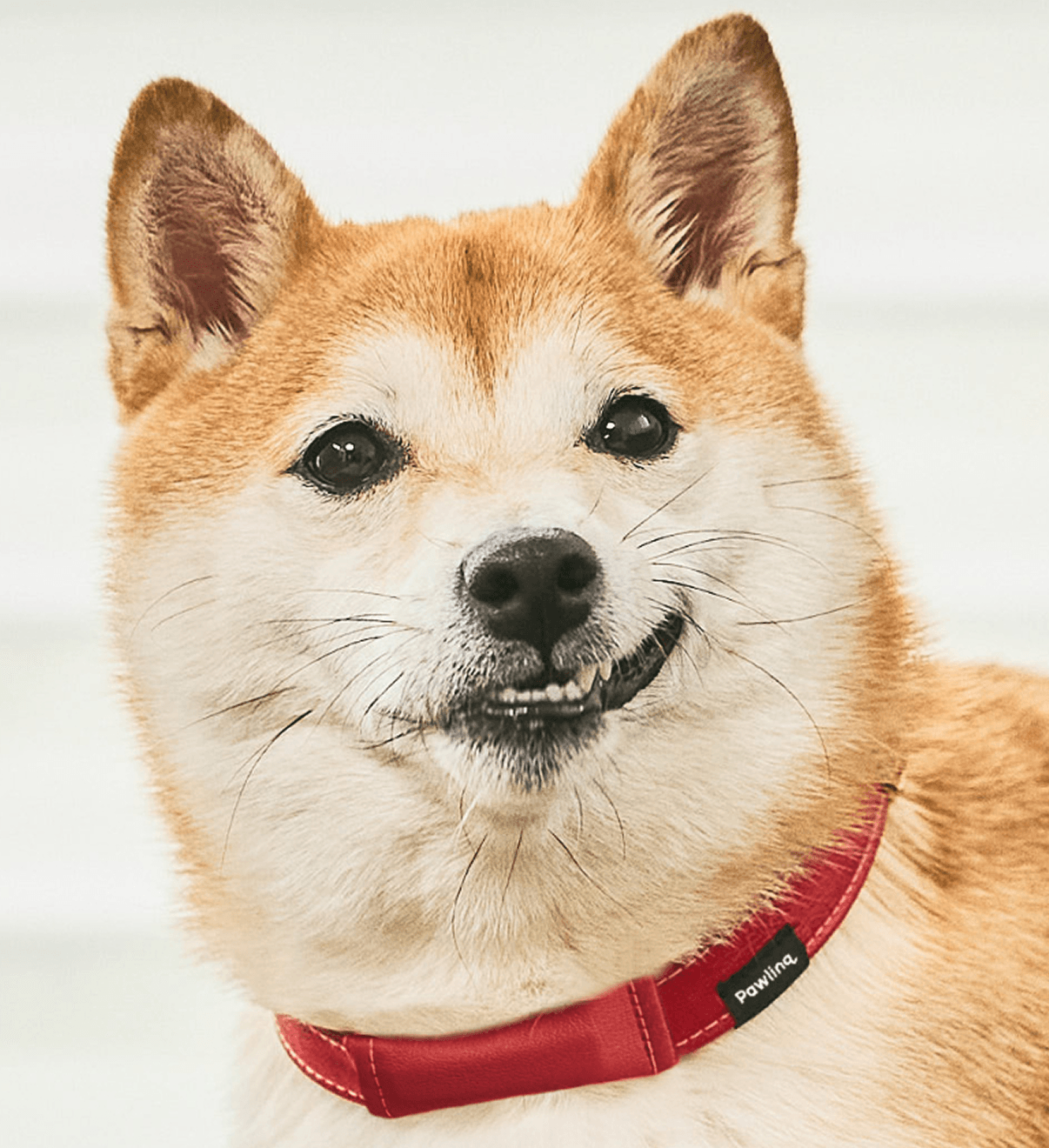Pawlinq Home + Pendantセット | Pawlinq