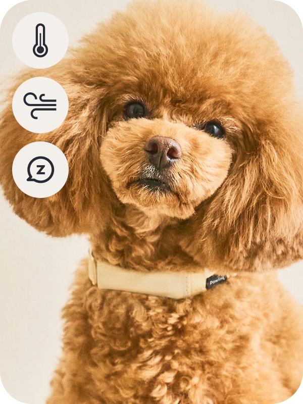 Pawlinqを装着した犬の様子(愛犬のコンディション可視化)