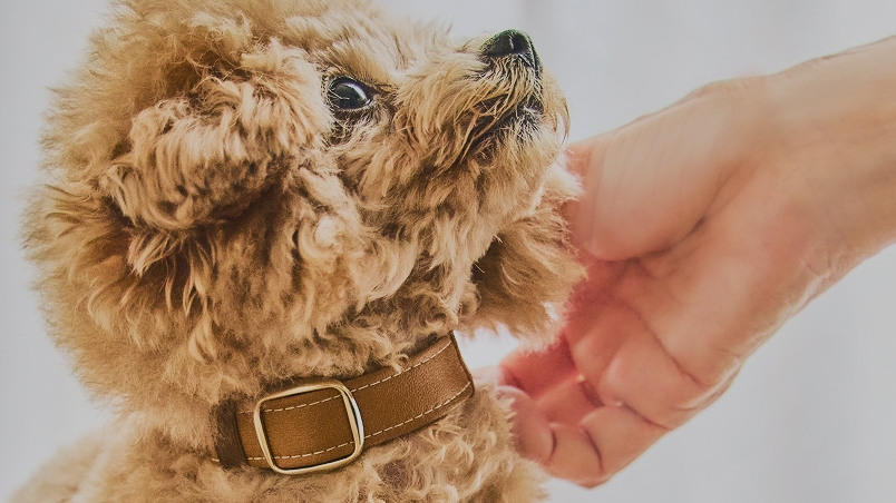 Pawlinq装着イメージ1