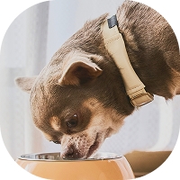 食べる 水を飲む