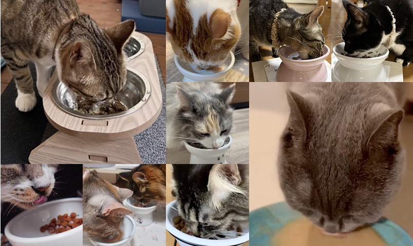 ごはんを食べる猫様たち