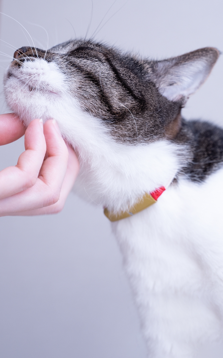 Cat wearing Catlog pendant