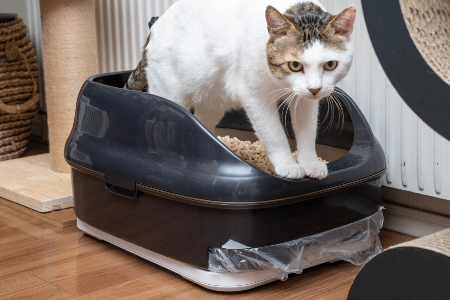 Catlog Board 2 の外観(コードレスで置き場所自由)