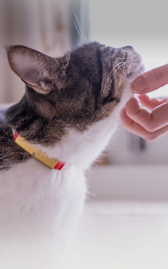 キャトログ Catlog 愛猫をかわいく見守り気づきにくい体調変化が分かる「スマート首輪」