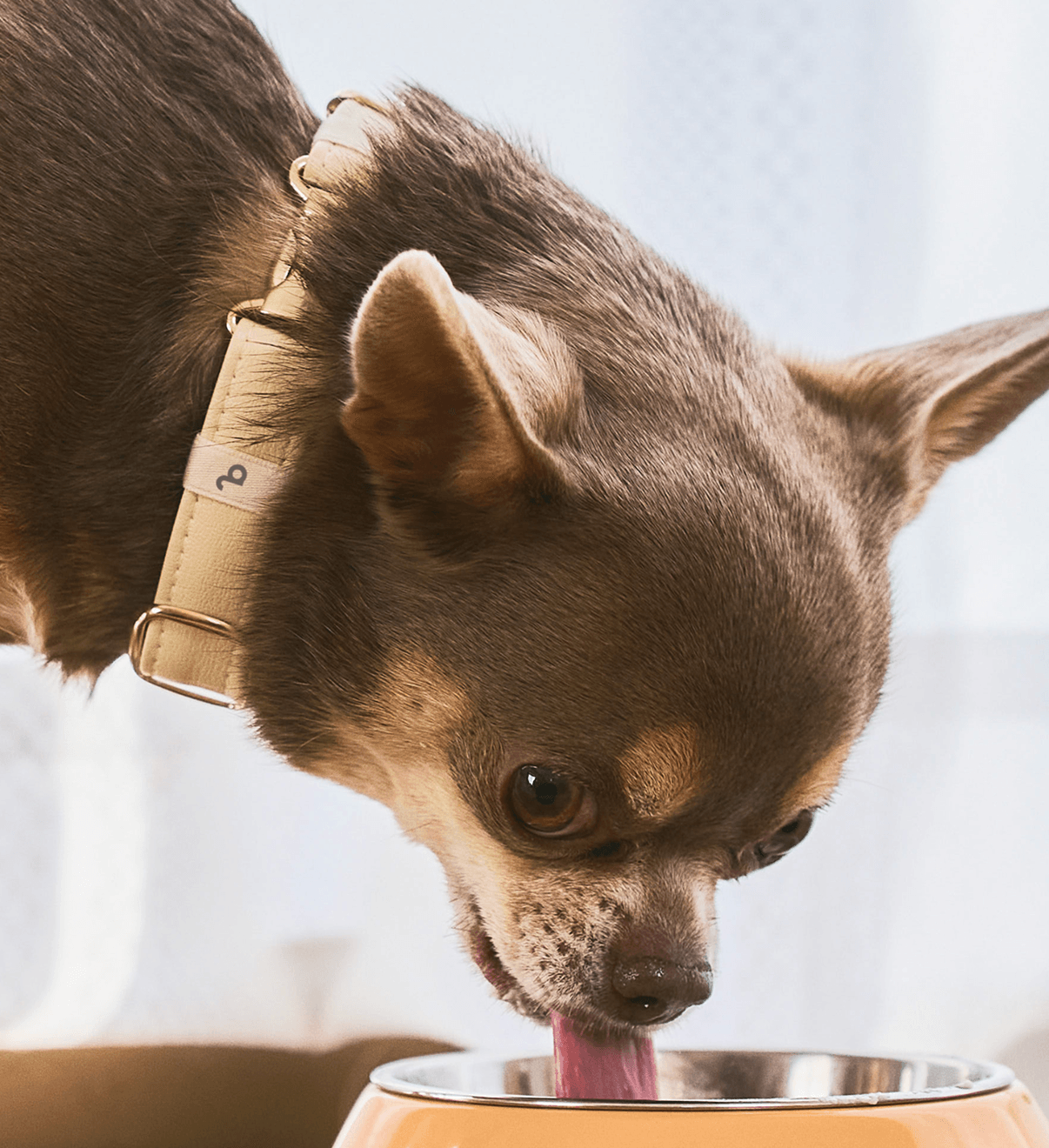 Pawlinq Home + Pendantセット | Pawlinq