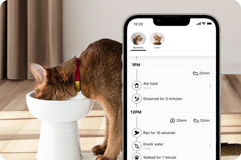 Catlog Series | Catlog