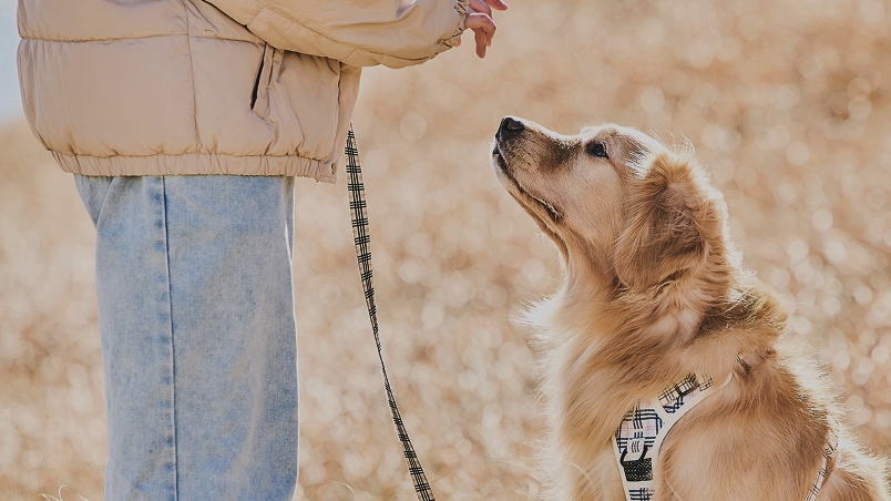 Pawlinq装着イメージ4