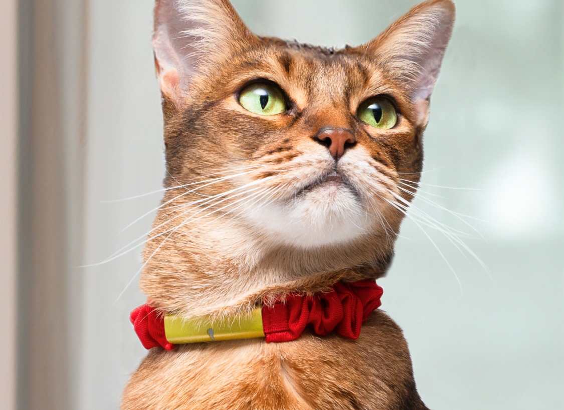 Catlog 2 の購入 | Catlog