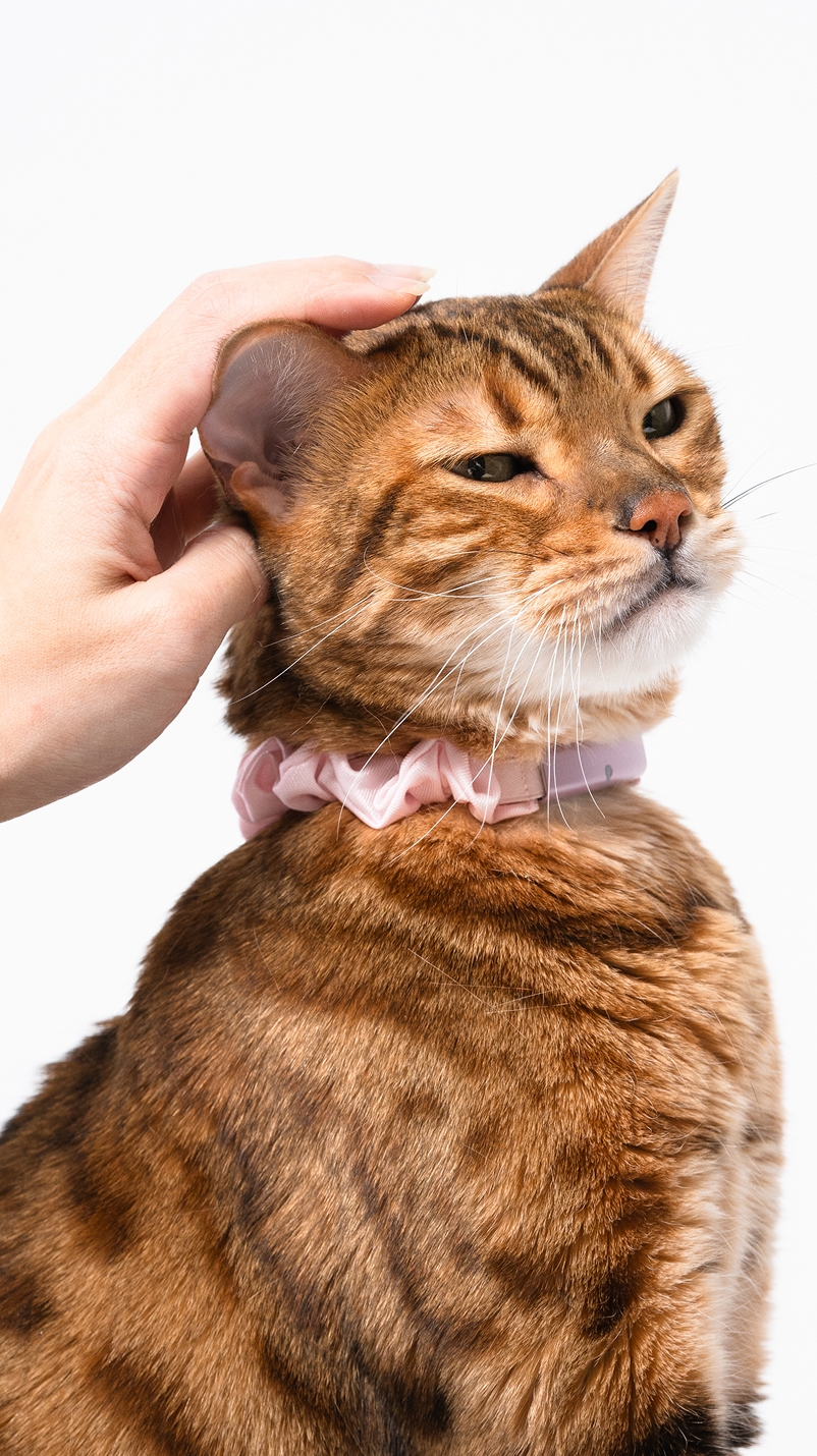 猫を撫でる手