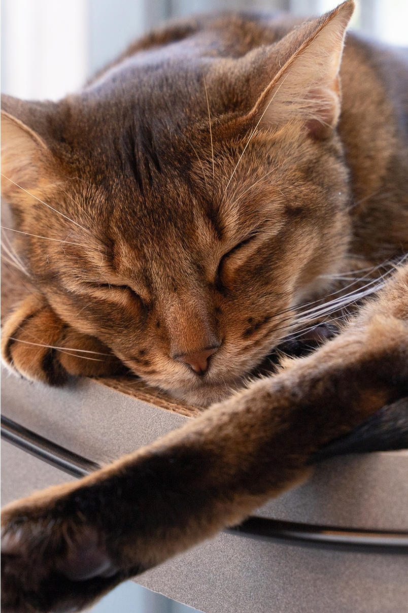 Catlog Care Probiotics LP Key Visual