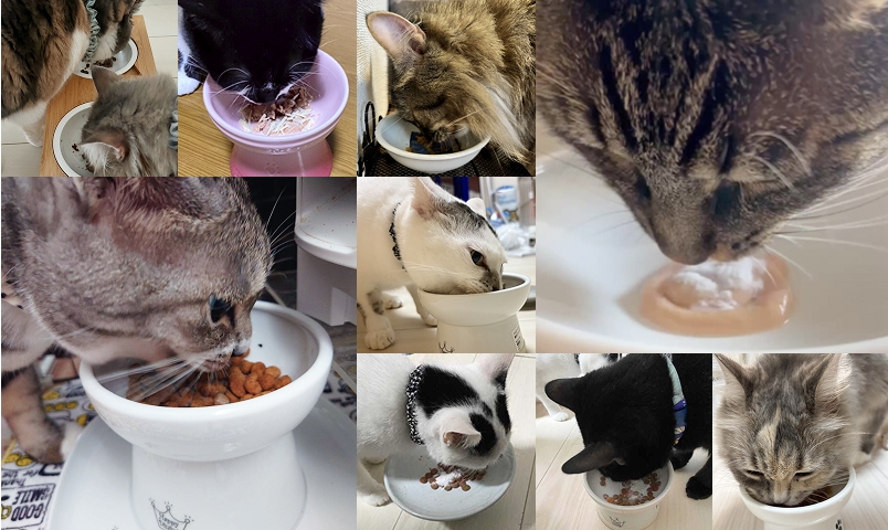 ごはんを食べる猫様たち