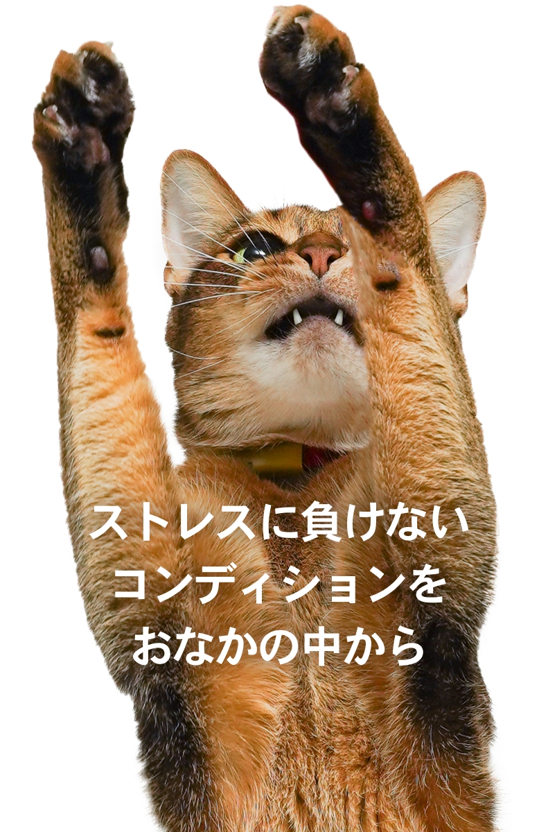 ストレスに負けないコンディションをおなかの中から