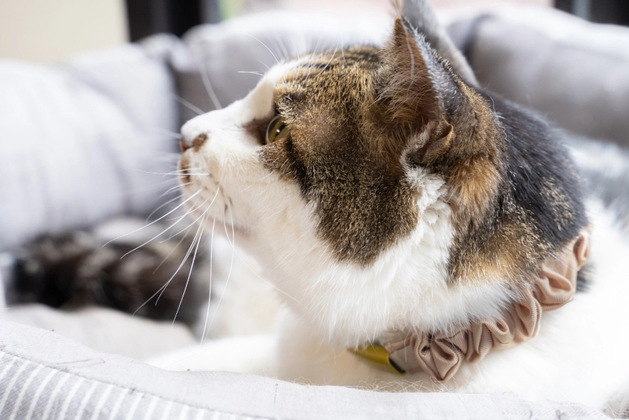 Catlog Pendant 2 の外観(行動を24時間記録)