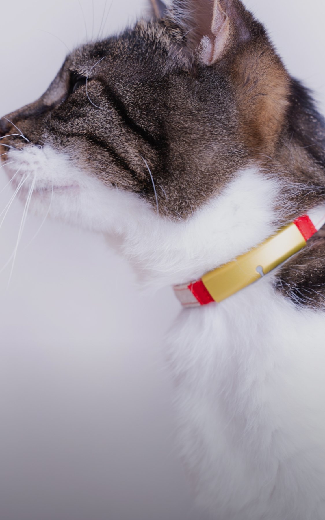 Cat wearing Catlog pendant