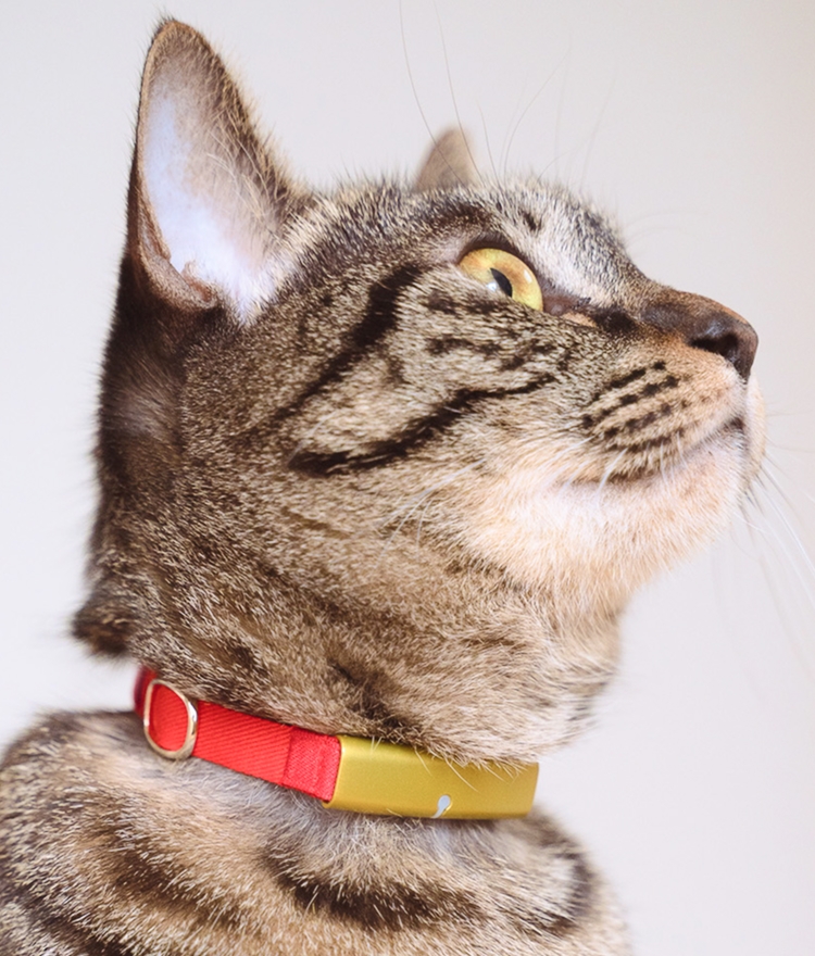 Catlog Purchase | Catlog