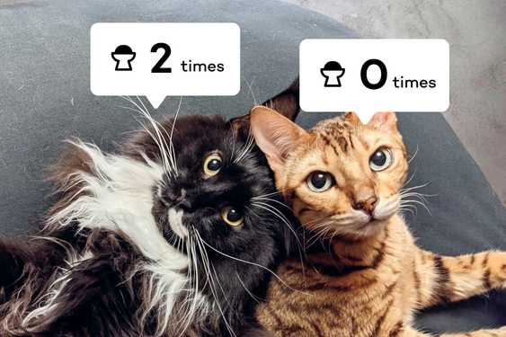 Catlog Series | Catlog