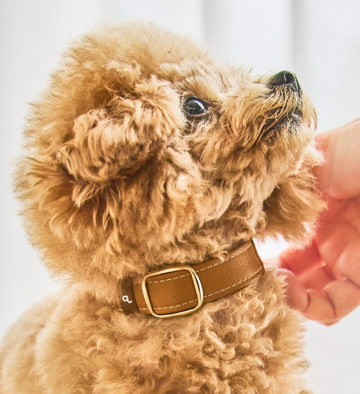 Pawlinq Home + Pendantセット | Pawlinq