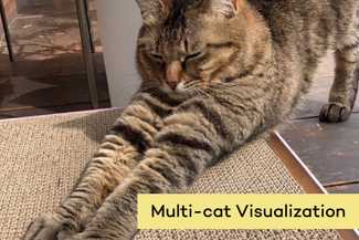 Multi-cat Visualization