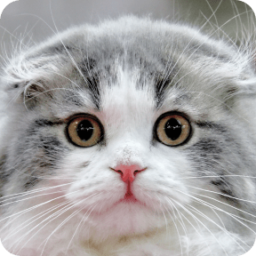 スコティッシュフォールド